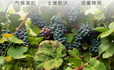 重慶品酒師培訓 WSET葡萄酒專業培訓機構學校